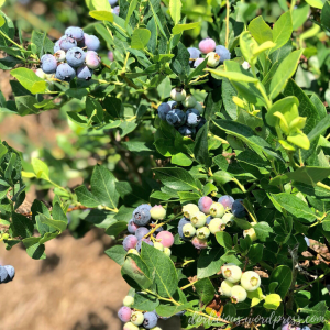 Blueberries that are pink, blue and green on a blueberry bush